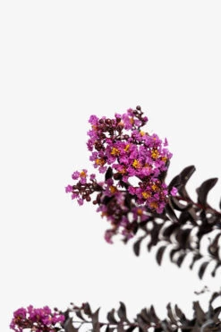 Purely Purple Black Diamond Crape Myrtle -The Tree Center Store Purely Purple Black Diamond Crape Myrtle 7G 04 600x900 1