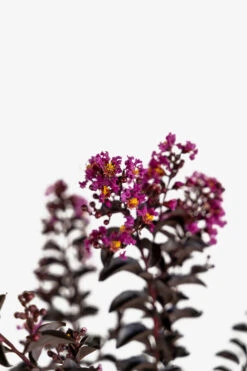 Purely Purple Black Diamond Crape Myrtle -The Tree Center Store Purely Purple Black Diamond Crape Myrtle 7G 06 600x900 1