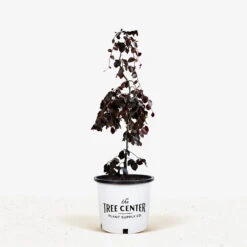 Purple Fountain Beech -The Tree Center Store Purple Fountain Beech 3G 01 600x600 1