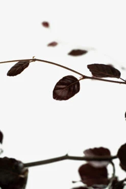 Purple Fountain Beech