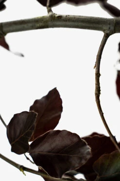 Purple Fountain Beech -The Tree Center Store Purple Fountain Beech 3G 06 600x900 1