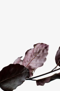 Purple Fountain Beech -The Tree Center Store Purple Fountain Beech 3G 07 600x900 1