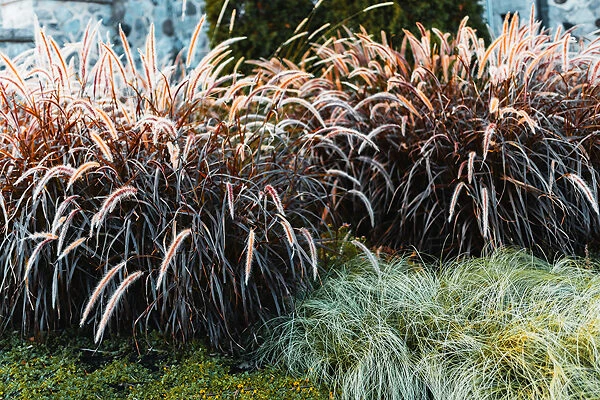 Purple Fountain Grass 5 Purple Fountain Grass - Image 5