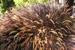 Purple Fountain Grass 8 Purple Fountain Grass -The Tree Center Store Purple Fountain Grass 2 600x402 1