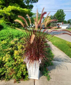 Purple Fountain Grass