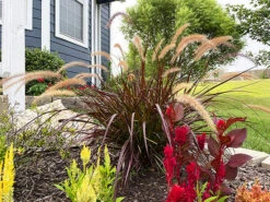 Purple Fountain Grass 7 Purple Fountain Grass -The Tree Center Store Purple Fountain Grass 4 600x450 1