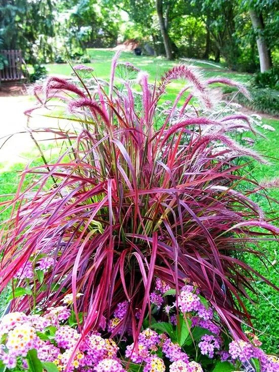 Purple Fountain Grass 2 Purple Fountain Grass - Image 2