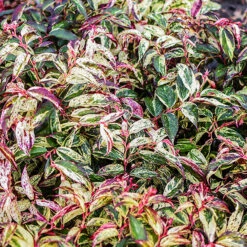 Rainbow Drooping Leucothoe