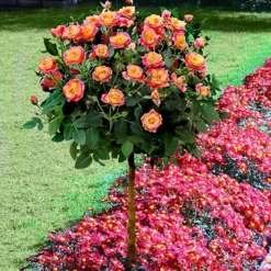 Rainbow Sunblaze® Miniature Rose - Tree Form