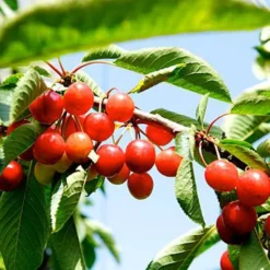 Rainier Cherry Tree -The Tree Center Store Rainier Cherry Tree 1 jpg