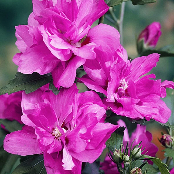 Raspberry Smoothie™ Hardy Hibiscus 2 Raspberry Smoothie™ Hardy Hibiscus - Image 2