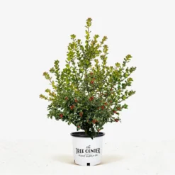 Red Beauty Holly 8 Red Beauty Holly -The Tree Center Store Red Beauty Holly 5G 01 jpg 600x600 1