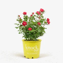 Red Double Knock Out® Rose -The Tree Center Store Red Double Knock Out Rose 3G 01 600x600 1