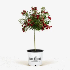 Red Drift® Rose - Tree Form