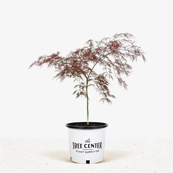 Red Filigree Lace Japanese Maple 5 Red Filigree Lace Japanese Maple - Image 5