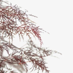 Red Filigree Lace Japanese Maple 7 Red Filigree Lace Japanese Maple -The Tree Center Store Red Filigree Lace Japanese Maple 5G 02 copy 2 600x600 1
