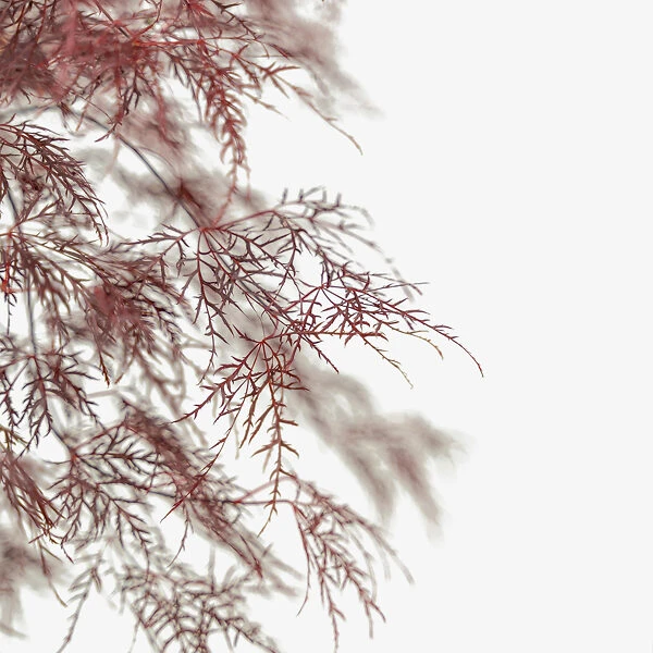 Red Filigree Lace Japanese Maple 1 Red Filigree Lace Japanese Maple