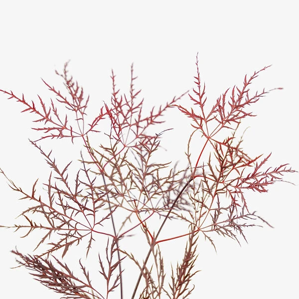 Red Filigree Lace Japanese Maple 2 Red Filigree Lace Japanese Maple - Image 2
