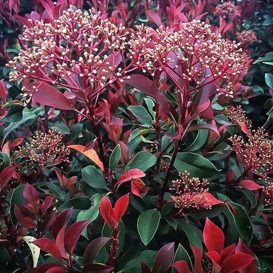 Red Fury™ Photinia 4 Red Fury™ Photinia - Image 4