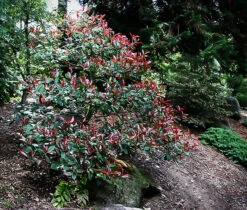 Red Fury™ Photinia