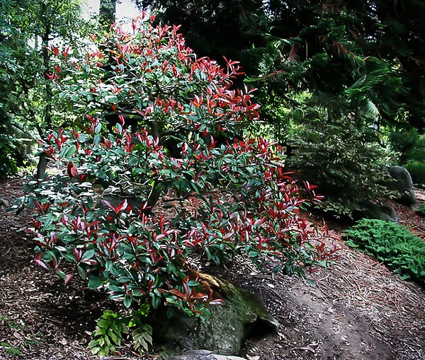 Red Fury™ Photinia 1 Red Fury™ Photinia
