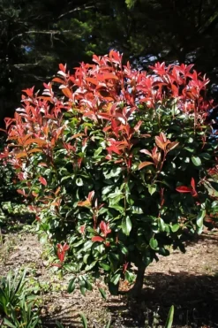 Red Fury™ Photinia 6 Red Fury™ Photinia -The Tree Center Store Red Fury Photinia 4 copy jpg webp