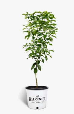 Rio Red Grapefruit Tree 9 Rio Red Grapefruit Tree -The Tree Center Store Red Grapefruit 01 600x920 1