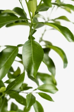 Rio Red Grapefruit Tree 8 Rio Red Grapefruit Tree -The Tree Center Store Red Grapefruit 02 600x900 1