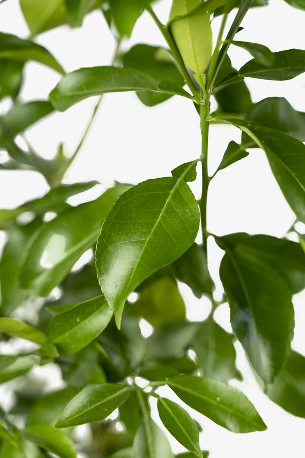 Rio Red Grapefruit Tree 3 Rio Red Grapefruit Tree - Image 3