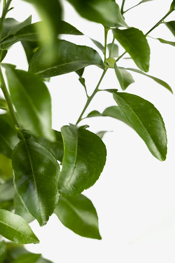 Rio Red Grapefruit Tree 2 Rio Red Grapefruit Tree - Image 2