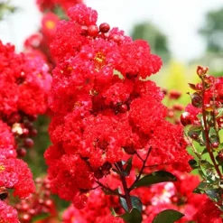 Red Magic Crape Myrtle