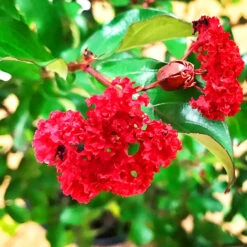 Red Magic Crape Myrtle -The Tree Center Store Red Magic Crape Myrtle 3 copy 600x600 1