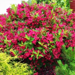 Red Prince Weigela -The Tree Center Store Red Prince Weigela 2 copy jpg webp