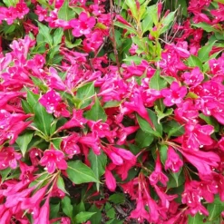 Red Prince Weigela -The Tree Center Store Red Prince Weigela 4 copy jpg webp