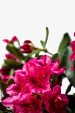 Nova Zembla Rhododendron -The Tree Center Store Red Rhododendron Nova Zembla 5G 02 600x900 1