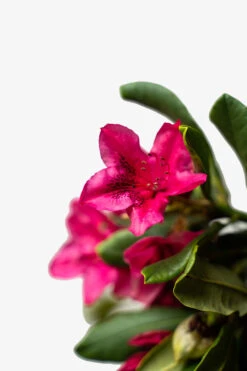 Nova Zembla Rhododendron -The Tree Center Store Red Rhododendron Nova Zembla 5G 05 600x900 1