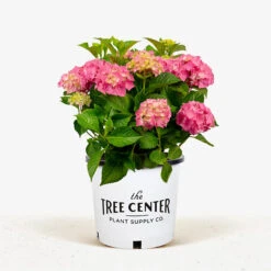 Red Sensation Hydrangea -The Tree Center Store Red Sensation Hydrangea 3G 01 1 600x600 1