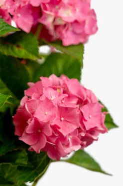 Red Sensation Hydrangea -The Tree Center Store Red Sensation Hydrangea 3G 03 copy 600x900 1