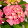 Red Sensation Hydrangea