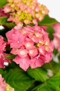 Red Sensation Hydrangea