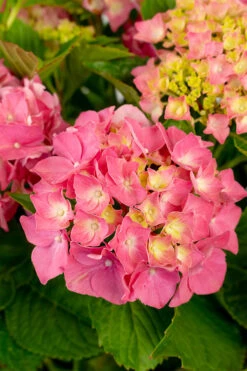 Red Sensation Hydrangea -The Tree Center Store Red Sensation Hydrangea 3G 10 copy 600x900 1