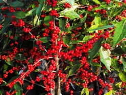 Red Sprite™ Winterberry Holly -The Tree Center Store Red Sprite Winterberry 2 copy 600x450 1