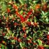 Red Sprite™ Winterberry Holly
