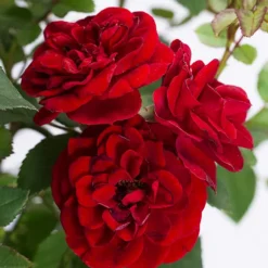Red Sunblaze® Miniature Rose - Tree Form -The Tree Center Store Red Sunblaze Miniature Rose Tree Form 2 copy jpg