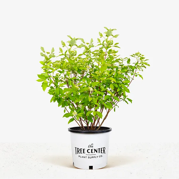 Red Twig Dogwood 2 Red Twig Dogwood - Image 2