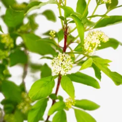 Red Twig Dogwood 9 Red Twig Dogwood -The Tree Center Store Red Twig Dogwood 7G 04 copy 600x600 1