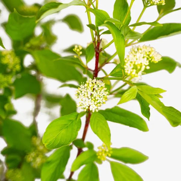 Red Twig Dogwood 5 Red Twig Dogwood - Image 5
