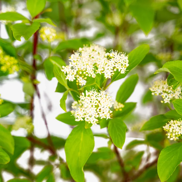 Red Twig Dogwood 1 Red Twig Dogwood
