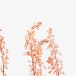 Texas Red Yucca 7 Texas Red Yucca -The Tree Center Store Red Yucca 3G 02 copy 600x600 1