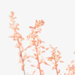 Texas Red Yucca 9 Texas Red Yucca -The Tree Center Store Red Yucca 3G 04 copy 600x600 1